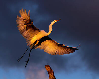 Mark Andrew Thomas Royalty Free Images - Soaring Egret at Sunset Royalty-Free Image by Mark Andrew Thomas