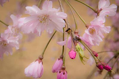 Wilderness Camping - Soft Spring Blossoms by Joni Eskridge