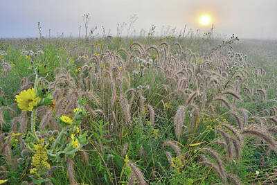 Thomas Kinkade Rights Managed Images - Soft Sunrise on Glacial Park Prairie Royalty-Free Image by Ray Mathis