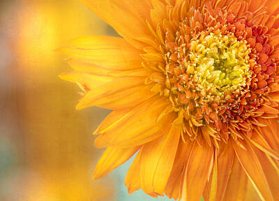 Florals Royalty-Free and Rights-Managed Images - Solar Flare by Jade Moon