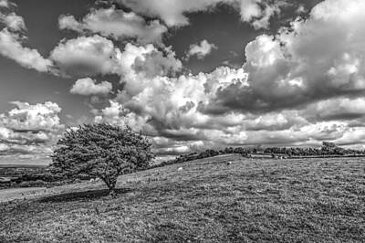 Food And Beverage Royalty-Free and Rights-Managed Images - Solitary Downland Tree by Hazy Apple