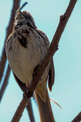 Adventure Photography Rights Managed Images - Song Sparrow Royalty-Free Image by Randy J Heath