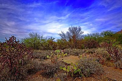 Mark Myhaver Photos - Sonoran Desert h1819 by Mark Myhaver