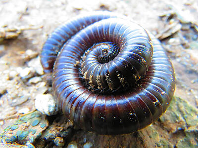 Nautical Animals Rights Managed Images - Sonoran Desert Millipede Royalty-Free Image by Judy Kennedy