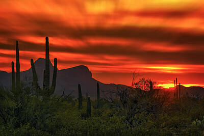 Mark Myhaver Royalty Free Images - Sonoran Sunset H38 Royalty-Free Image by Mark Myhaver