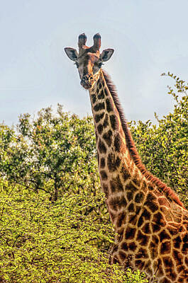 Vintage Stamps - South African Giraffe in the Bushveld by JB Manning
