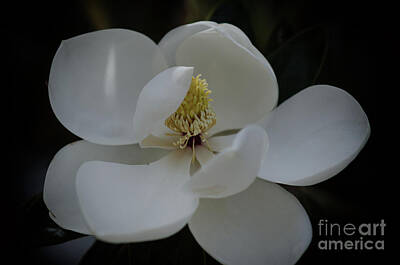 Astronaut Photos - Southern Magnolia Blossom Soft Petals by Dale Powell