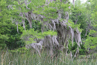 Traditional Bells - Spanish Moss in Spring Cypress Tree by Carol Groenen
