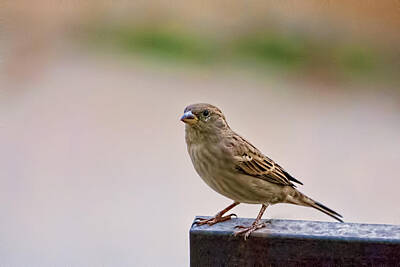 Photo Royalty Free Images - Sparrow 2 Royalty-Free Image by Isam Awad