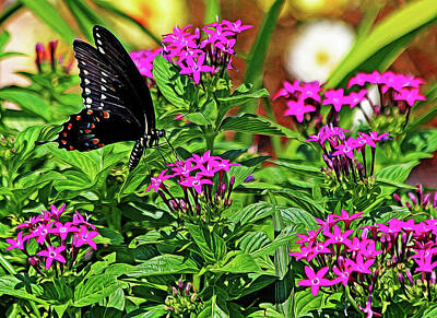 Aromatherapy Oils - Spicebush Swallowtail Painted by Judy Vincent