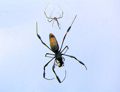 Laundry Room Signs - Spider  Spider by Rosalie Scanlon