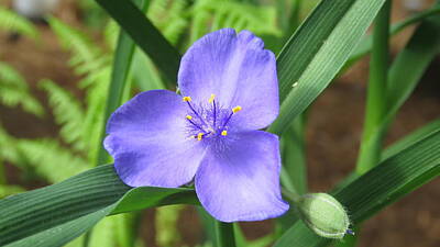 Nfl Team Signs Royalty Free Images - Spiderwort Royalty-Free Image by Ronald Raymond