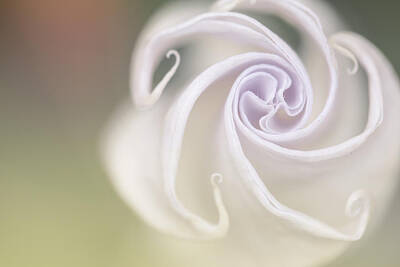 Floral Photos - Spiral by Nailia Schwarz