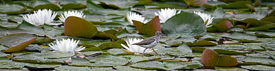 Lilies Royalty Free Images - Spotted Sandpiper and Lilies Royalty-Free Image by Whispering Peaks Photography