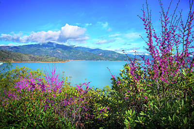 Floral Photos - Spring Beauty at Shasta Lake by Lynn Bauer