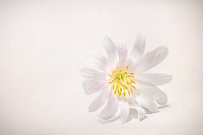 Photos - Spring Blossom by Scott Norris