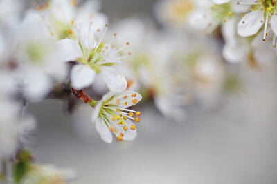 Food And Beverage Royalty-Free and Rights-Managed Images - Spring Blossoms by Nailia Schwarz