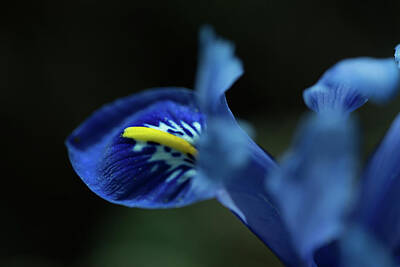 Vintage State Flags - Spring, blue iris flower on a dark background by Elisabetta Poggi