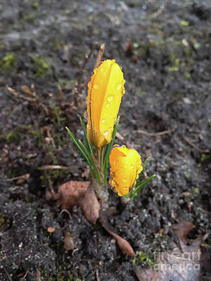 Floral Royalty-Free and Rights-Managed Images - Spring crocus in rain by Marina Usmanskaya