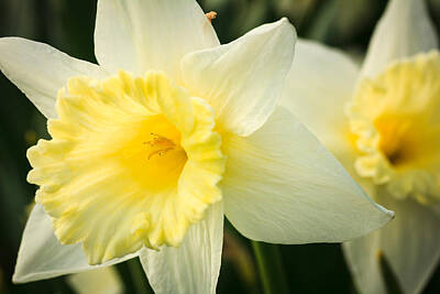 Summer Trends 18 - Spring Daffodils by Joni Eskridge