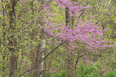 Global Design Shibori Inspired Rights Managed Images - Spring Forest with Redbud Royalty-Free Image by Dean Pennala