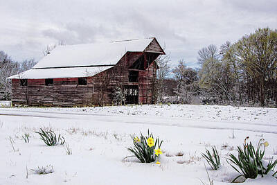 Latidude Image - Spring in Winter by Lisha Donald