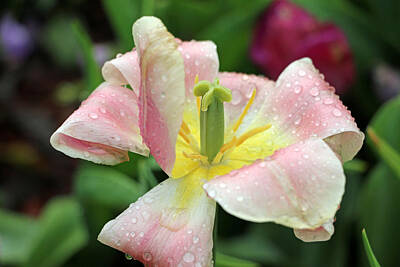 Easter Egg Hunt - Spring Tulips 62 by Pamela Critchlow