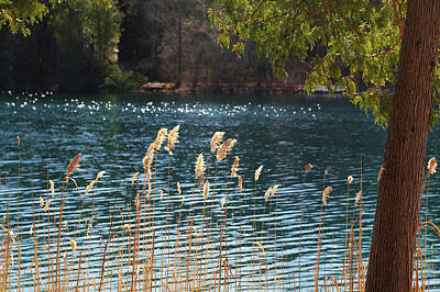 The Bunsen Burner - Springtime at Green Lakes 2 by David Stasiak