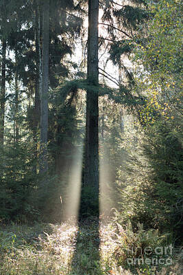 World War 1 Propaganda Posters - Spruce tree in morning backlight by Michal Boubin