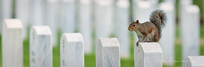 Dan Beauvais Royalty-Free and Rights-Managed Images - Squirrel - Salisbury National Cemetery 9236 by Dan Beauvais