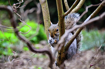 Spiral Staircases -  Squirrel seated on the tree by Robert Chlopas