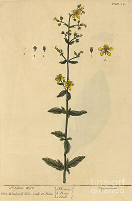 Roses Photos - St Johns Wort, Medicinal Plant, 1737 by Science Source