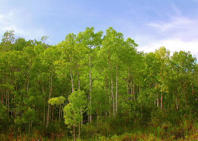 College Town - Stand of Quaking Aspen trees by Alexandra Till