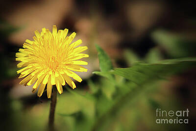 Beers On Tap - Stand Out - Dandelion by Douglas Milligan