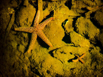 Jazz Collection - Starfish lounge by Gene Camarco