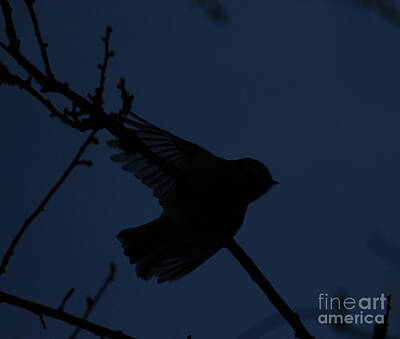 Granger - Starling in Silhouette Donegal by Eddie Barron