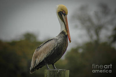 Old Masters Rights Managed Images - Statuesque Pelican  Royalty-Free Image by Dale Powell