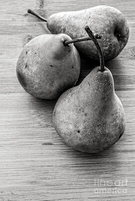 Still Life Royalty-Free and Rights-Managed Images - Still Life of Three Pears by Edward Fielding