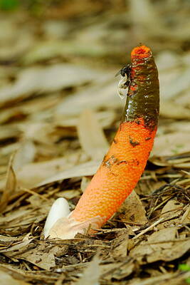 Whimsical Flowers - Stinkhorn Mushroom With Fly by Daniel Reed
