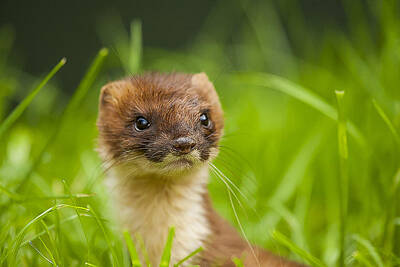 Royalty-Free and Rights-Managed Images - Stoat portrait by Paul Neville