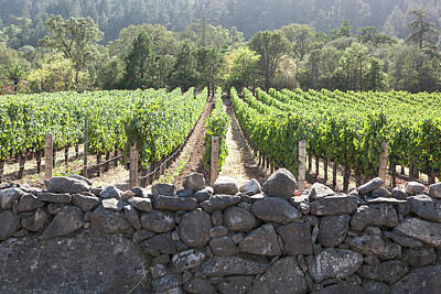 Wine Royalty Free Images - Stone Wall Royalty-Free Image by Hans Mauli