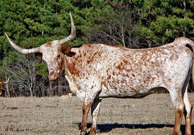 Nailia Schwarz Food Photography - Strike A Pose - Longhorn Style by Betty Northcutt