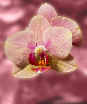 Kids Alphabet - Stunning Orchids by David French