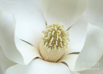 Hollywood Style Royalty Free Images - Subtle Southern Magnolia Royalty-Free Image by Carol Groenen