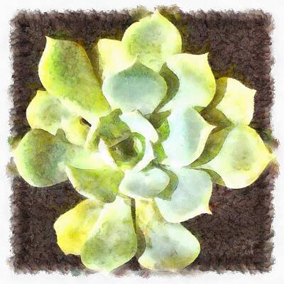 Seamstress - Succulent Garden Plant With Dew by Taiche Acrylic Art