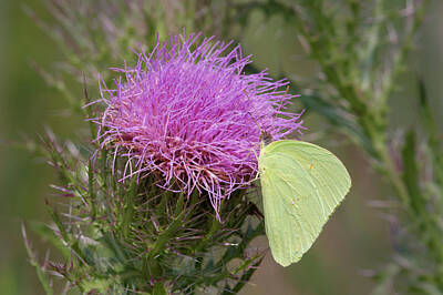 Door Locks And Handles Rights Managed Images - Sulphur Butterfly on Thistle Royalty-Free Image by Paul Rebmann