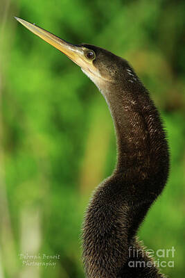 Animals Royalty-Free and Rights-Managed Images - Summer Anhinga by Deborah Benoit