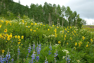 Modern Man Stadiums - Summer Aspen Glade with Wildflowers by Cascade Colors