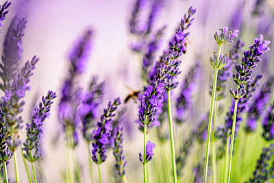 Royalty-Free and Rights-Managed Images - Summer Lavender  by Nailia Schwarz