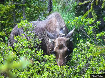 Modern Feathers Art Rights Managed Images - Summer Moose Royalty-Free Image by Chad Vidas